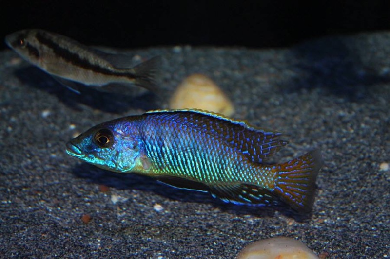 Mylochromis sp. 'lateristriga makanjila'
